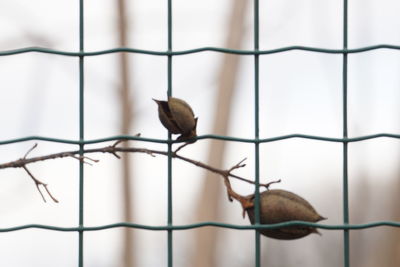 Close-up of bird perching on a fence