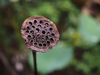 Close-up of lotus flower