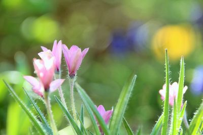 Close-up of pink flowering plant