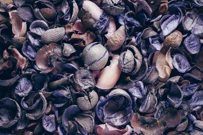 Full frame shot of shells