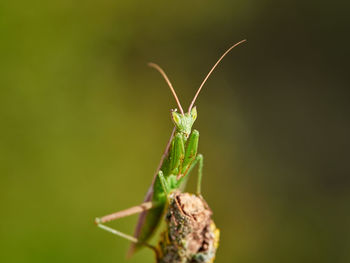 Mantis, apteromantis áptera, early in the morning, near the town of riópar, spain 