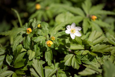 Close-up of white flowering plants