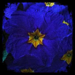 Close-up of blue flower and purple flowering plant