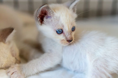 Close-up of cat looking away