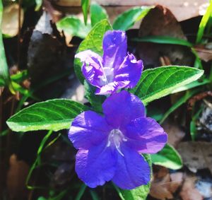 Close-up of insect on purple flower