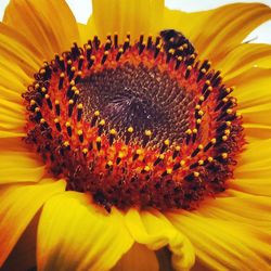 Close-up of sunflower blooming outdoors