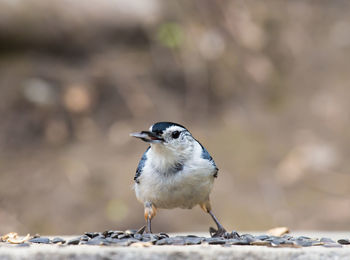 Close-up of bird perching