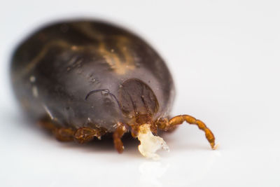 Close-up of insect on white background