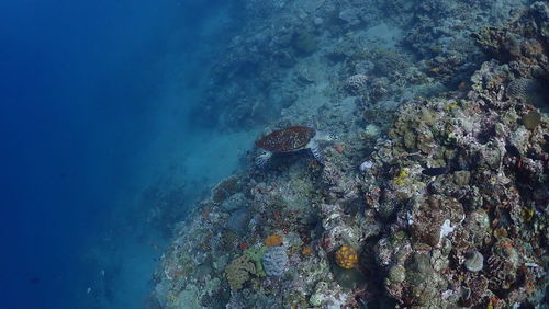 View of coral swimming in sea