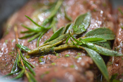 Close-up of wet leaves