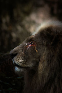 Close-up of an animal looking away