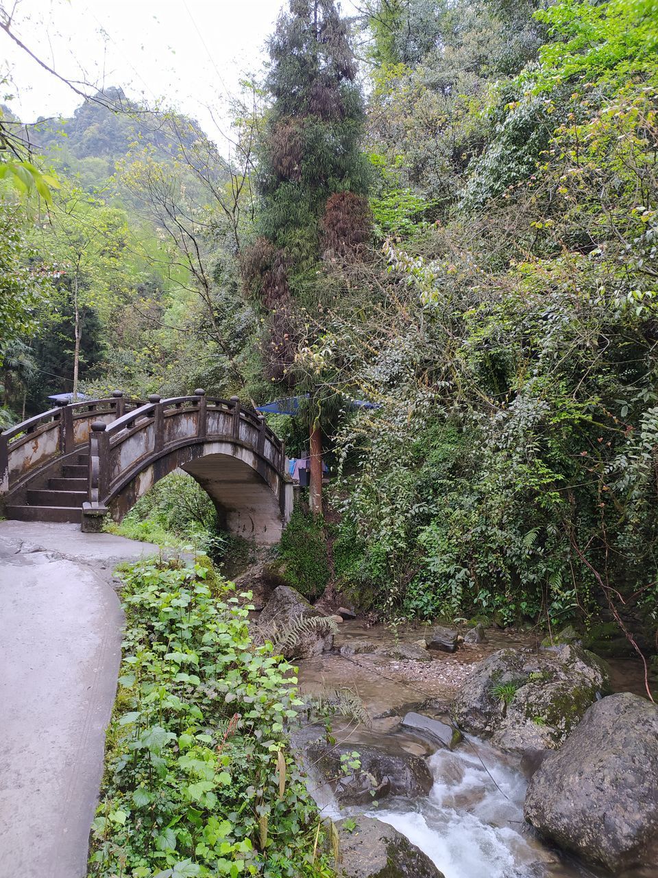 VIEW OF BRIDGE OVER RIVER IN FOREST