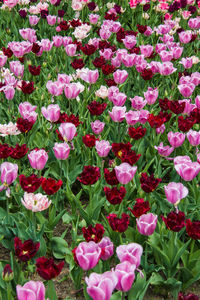 Close-up of pink flowering plants