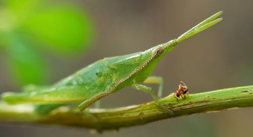 Close-up of insect on leaf