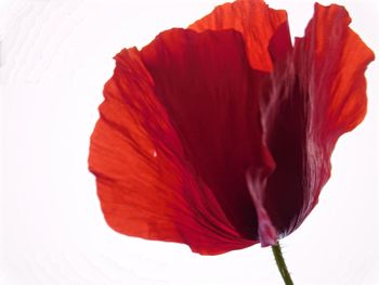 Close-up of red flowers over white background