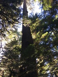 Low angle view of trees in forest