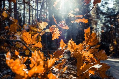 Autumn leaves on tree in forest