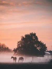 Horses on field during foggy weather at sunset