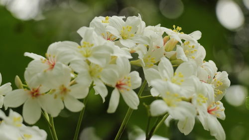 Close-up of white flowering plant