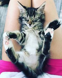 Cat lying on blanket