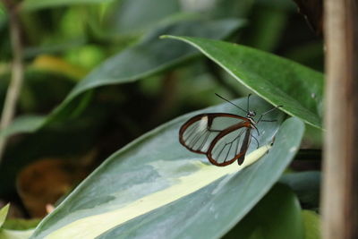 Close-up of butterfly on leaf