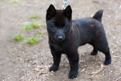 Portrait of black dog standing on land