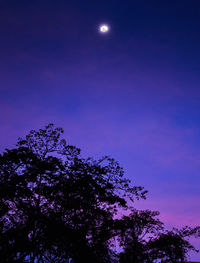 Low angle view of tree against sky at night