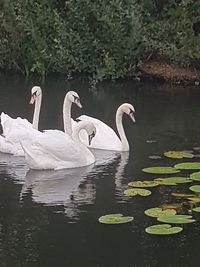 Swans swimming in lake