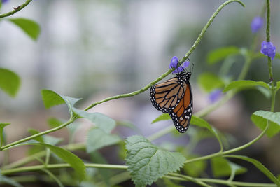 Butterfly pollinating flower