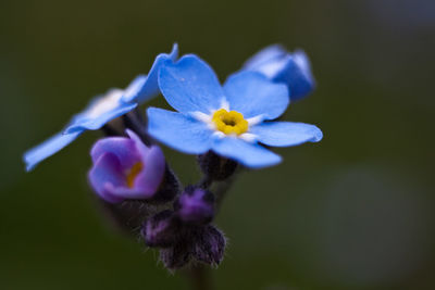 Close-up of purple flowers blooming outdoors