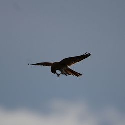 Close-up of eagle flying against clear sky