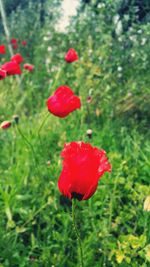 Close-up of red poppy flower