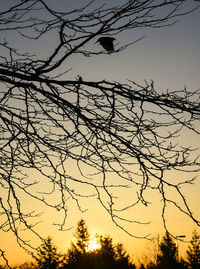 Low angle view of silhouette bare tree against sky