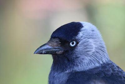 Close-up of a bird looking away