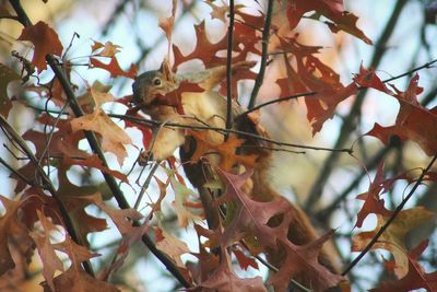 Close-up of butterfly on tree branch