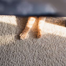 Low section of person standing on rug