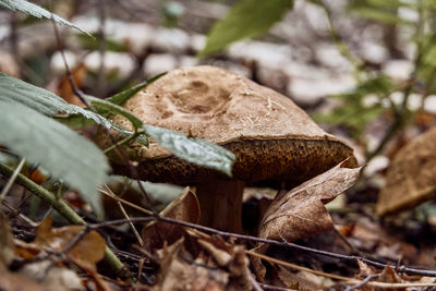 Close-up of mushroom growing on field