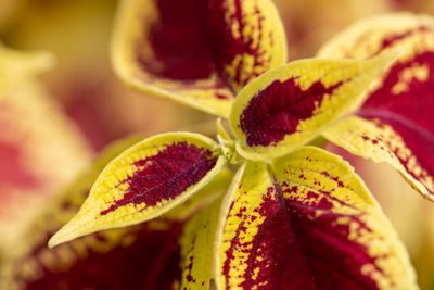 Close-up of yellow flower