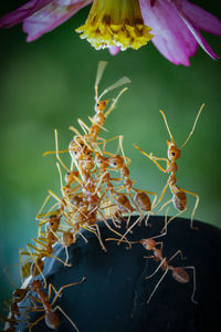 Close-up of insect on plant