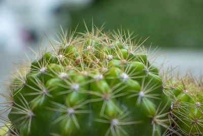 Close-up of cactus plant outdoors