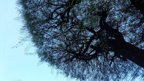 Low angle view of silhouette tree against clear blue sky