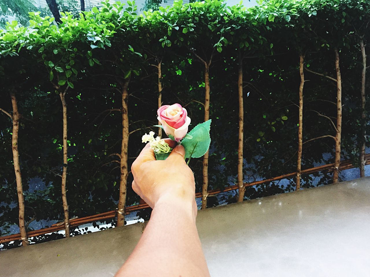 MIDSECTION OF WOMAN HOLDING RED FLOWERING PLANTS