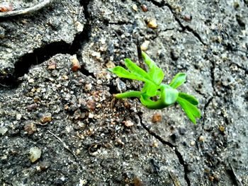 High angle view of small plant growing on rock