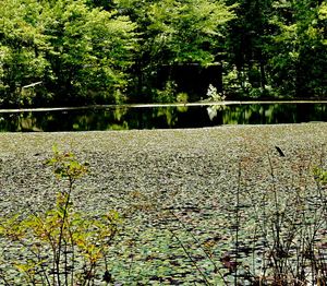 Reflection of trees in lake