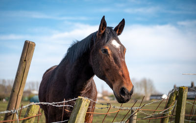 Horse standing on wooden fence against sky