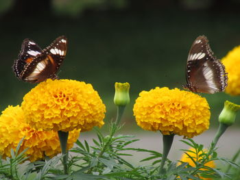 Close-up of butterfly pollinating on yellow flower