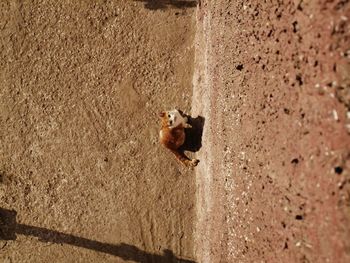 High angle view of cat on concrete wall