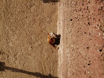High angle view of cat on concrete wall