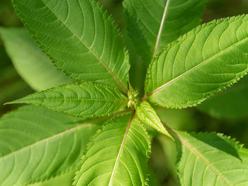 Close-up of green leaves on plant