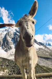 Portrait of donkeys standing on field against sky